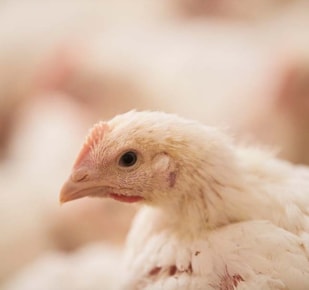Small white chicken looking to left